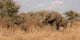 Tanzanie - 2010-09 - 362 - Tarangire - Elephants